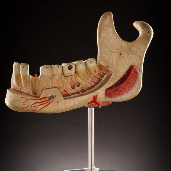 IES_ISABELLACATOLICA_ANATOMIA_037