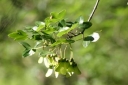 Arce de Montpellier - Hoja (Acer monspessulanum)