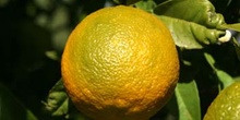 Naranjo amargo - Fruto (Citrus aurantium)