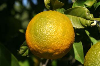 Naranjo amargo - Fruto (Citrus aurantium)