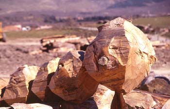 Pino silvestre - Corteza (Pinus sylvestris)