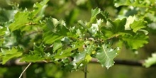 Roble pubescente (Quercus pubescens)