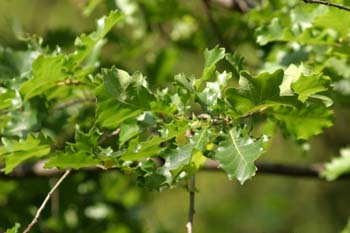 Roble pubescente (Quercus pubescens)