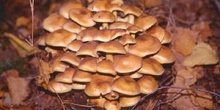 Hypholoma sp.