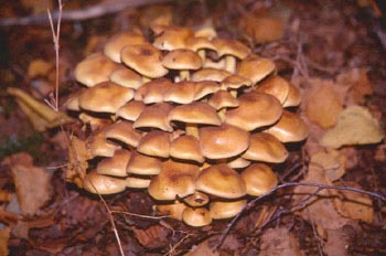 Hypholoma sp.