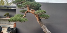 Museo del Bonsai 9