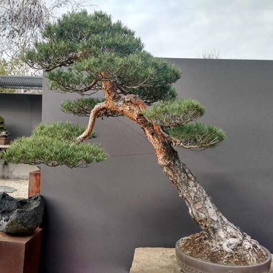 Museo del Bonsai 9