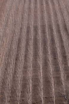 Chopo - Cultivo (Populus sp.)