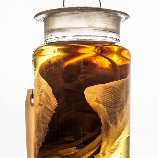 IES_SANISIDRO_MUSEO_BOTES_037