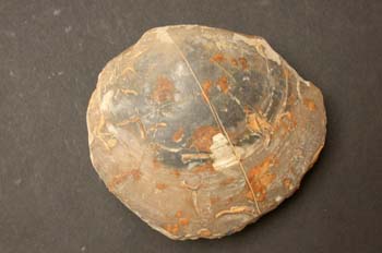 Plagiostoma giganteum (Bivalvo) Jurásico