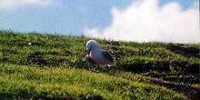 Gaviota protegiendo zona de nidos en el  Cabo de Reinga, Nueva Z