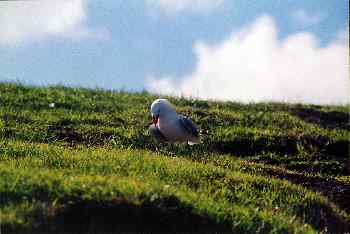 Gaviota protegiendo zona de nidos en el  Cabo de Reinga, Nueva Z