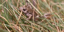 Sapo partero común (Alytes obstetricans)