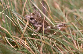 Sapo partero común (Alytes obstetricans)