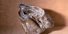 Rinoceronte - muela (Mamífero) Mioceno