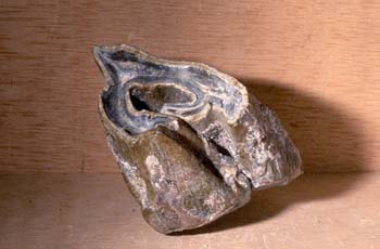 Rinoceronte - muela (Mamífero) Mioceno