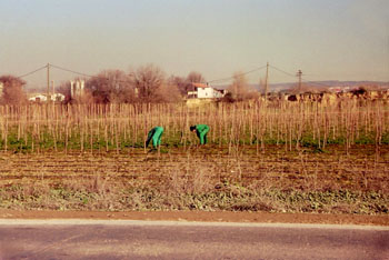 Trabajos del campo