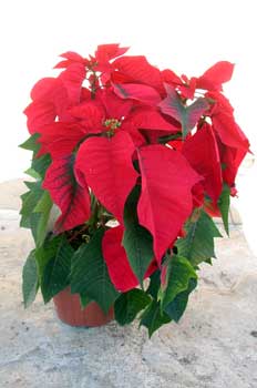 Flor de Pascua (Euphorbia pulcherrima)