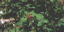 Serbal de cazadores - Hoja (Sorbus acuparia)