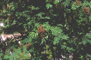 Serbal de cazadores - Hoja (Sorbus acuparia)