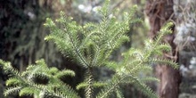 Pino de Paraná (Araucaria angustifolia)