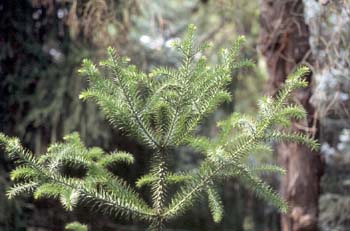 Pino de Paraná (Araucaria angustifolia)