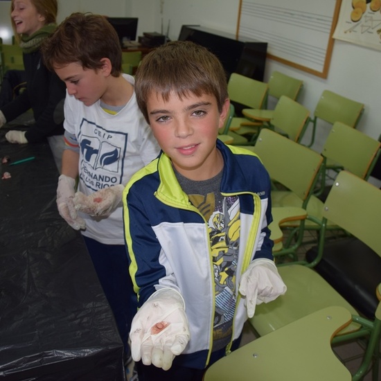 2016_11_DISECCIÓN DEL CRÁNEO Y OJO DE UN CORDERO_SEXTO 28