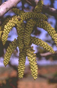 Nogal - Flor masc. (Juglans regia)