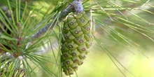 Pino carrasco - Piñas Fem. (Pinus halepensis)