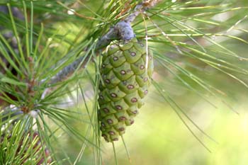 Pino carrasco - Piñas Fem. (Pinus halepensis)