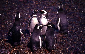 Pingüinos de Magallanes, Argentina