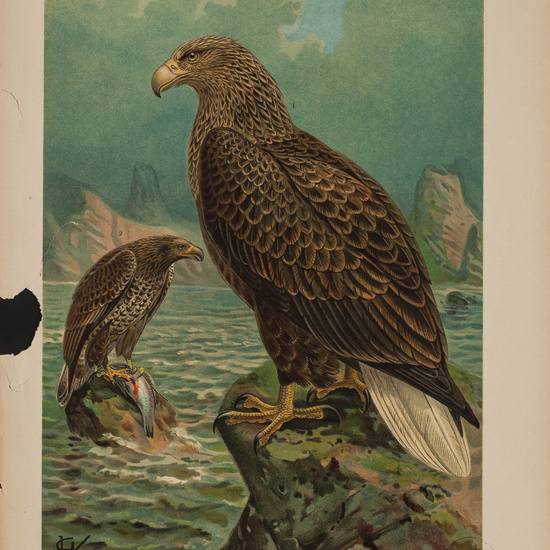 IES_CARDENALCISNEROS_AVES_LAMINAS_179