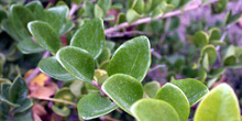 Parasyringa sempervirens