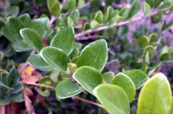 Parasyringa sempervirens