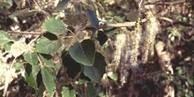 Chopo temblón - Fruto (Populus tremula)