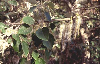 Chopo temblón - Fruto (Populus tremula)