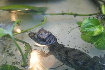 Caimán jóven (Alligator sp.)