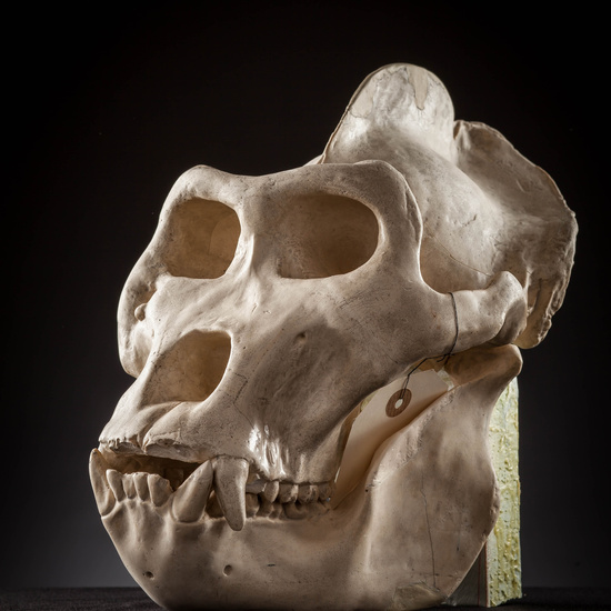 IES_SANISIDRO_MUSEO_Craneos_016