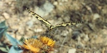 Macaón (Papilio machaon)