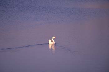 ánsar (Anser anser)