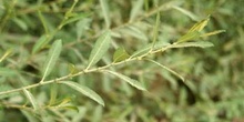 Sauce blanco - Hojas (Salix alba)