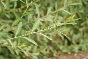 Sauce blanco - Hojas (Salix alba)