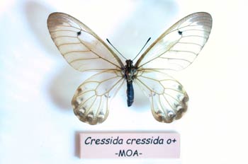 Cessida cressida (Isla Moa)