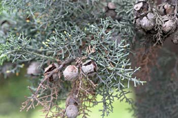 Ciprés de Arizona - Piñas (Cupressus arizonica)