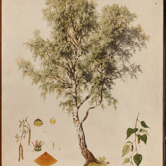 IES_CARDENALCISNEROS_ARBOLES_LAMINAS_009