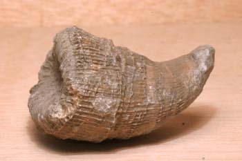 Placosmilia (Coral) Cretácico