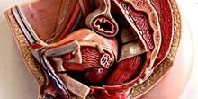 Corte transversal del aparato reproductor masculino