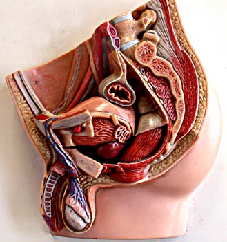 Corte transversal del aparato reproductor masculino