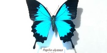 Papilio ulysses (Nueva Guinea)