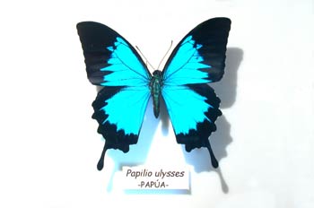 Papilio ulysses (Nueva Guinea)